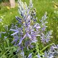 Pr�rielilie 'Blue Candle', Camassia 'Blue Candle'
