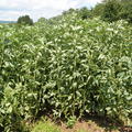 Winterpuffbohne Priamus BIO