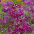 Primula bulleyana�subsp.�beesiana