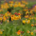 Primula bulleyana