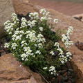 Pritzelago alpina