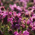 Prunella grandiflora Rubra