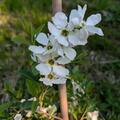 Prunkspiere 'Niagara'�, Exochorda racemosa 'Niagara'�
