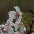 Fr�hkirsche, M�rzkirsche, Geschlitzte Kirsche Hochstamm 'Kojou-no-mai', Prunus incisa 'Kojou-no-mai