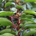 Portugiesischer Kirschlorbeer 'Angustifolia' , Prunus lusitanica 'Angustifolia' St�mmchen