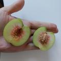 Gute Steinl�slichkeit, Aromapfirsich Veroma� Bello, Prunus mira-Hybride Veroma Bello, Frucht, Obst, Fr�chte, Ernte