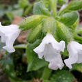 Pulmonaria saccharata 'Ice Ballet'