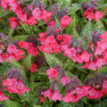 Pulmonaria saccharata 'Shrimps on the Barbie', Lungenkraut