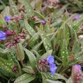 Pulmonaria longifolia 'Blauer H�gel'