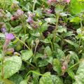 Pulmonaria longifolia 'Raspberry Splash', Pulmonaria longifolia 'Raspberry Splash'
