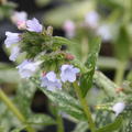 Pulmonaria saccharata 'Opal'