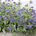 Pulmonaria saccharata 'Trevi Fountain' (S)