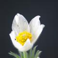 Pulsatilla vulgaris 'Alba', Pulsatilla vulgaris 'Alba'