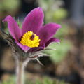 Pulsatilla vulgaris 'Blaue Glocke'