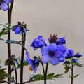 Purpur-Jakobsleiter 'Purple Rain Strain', Polemonium yezoense 'Purple Rain Strain'