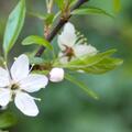 Purpur-Schlehdorn | Prunus spinosa 'Purpurea' XXL-Pflanze, Prunus spinosa 'Purpurea'