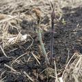 Purpurspargel Lubera� PurpurVite�, Asparagus officinalis
