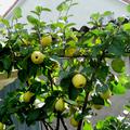 Quitte Cydora Robusta etablierte Pflanze im Garten