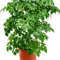 Radermachera sinica, Tuff, im 19cm Topf, H�he 55cm, Breite 35cm