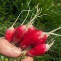 Radies, Flamboyant 2, Raphanus sativus var. sativa