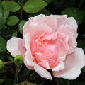 Albertine