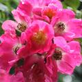 Ramblerrose 'American Pillar', Rosa 'American Pillar'