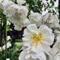 Ramblerrose Lykkefund , Rosa