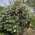 Ramblerrose 'Paul's Himalayan Musk', Sehr bienenfreundlich, gut winterhart, st�rkster Rambler, zart rosafarbene Bl�ten