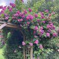 Perennial Blue, Ramblerrose, ADR Rose
