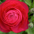 Ranunkel, Ranunculus asiaticus Aviv rot