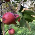 Redlove� Calypso�, Malus domestica