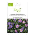 Sommeraster, Prachtsmischung (einj�hrig)