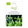 Reseda, Weisse (einj�hrig)