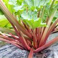 Rhabarber Everbarber� 'Cropstar'�, Rheum rhabarbarum