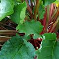 Rhabarber Everbarber� 'Potstar'�, Rheum rhabarbarum