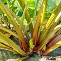 Rhabarber Springbarber�, 'Kickoff'�, Rheum rhabarbarum