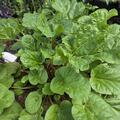 Rhabarber Springbarber� 'Kickoff'�, Rheum rhabarbarum Kickoff