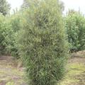 Rhamnus frangula 'Fine Line', Faulbaum, Hinrichs, XXL Pflanzen