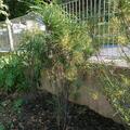 Rhamnus frangula 'Fine Line'�, Rhamnus frangula 'Fine Line'�
