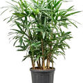 Rhapis excelsa (100-140), Tuff, im 33cm Topf, H�he 120cm, Breite 65cm