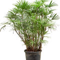 Rhapis humilis (100-130), Tuff, im 30cm Topf, H�he 125cm, Breite 70cm
