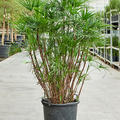 Rhapis humilis (150-180), Tuff, im 40cm Topf, H�he 160cm, Breite 80cm
