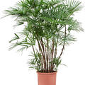 Rhapis humilis, Tuff, im 27cm Topf, H�he 125cm, Breite 70cm