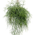 Rhipsalis burchelli, Ranker, im 25cm Topf, H�he 50cm, Breite 50cm