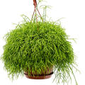 Rhipsalis cassutha, Ampel, im 21cm Topf, H�he 50cm, Breite 35cm