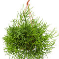 Rhipsalis heteroclada, Ampel, im 21cm Topf, H�he 55cm, Breite 50cm