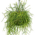 Rhipsalis mauretiana, Ampel, im 25cm Topf, H�he 60cm, Breite 35cm