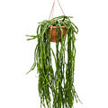 Rhipsalis paradoxa, Ampel, im 25cm Topf, H�he 55cm, Breite 30cm