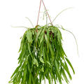 Rhipsalis ramulosa 'Red Coral', Ampel, im 25cm Topf, H�he 60cm, Breite 40cm