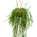Rhipsalis trigona, Ranker, im 25cm Topf, H�he 50cm, Breite 30cm